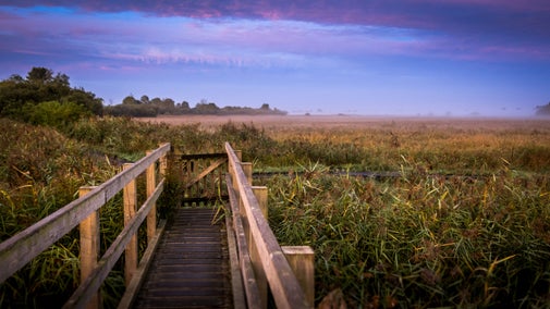 Wicken Fen Nature Reserve, near Cladium, Cambridgeshire